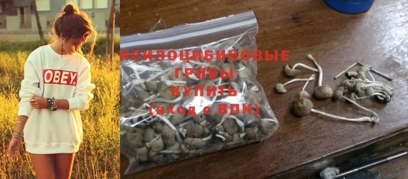 купить наркотики сайты  Ревда  Псилоцибиновые грибы Psilocybe 